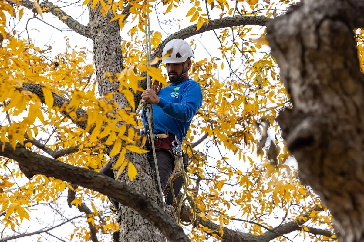 Skilled Storm Damage Cleanup crew working in Modena